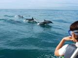 dolphin excursions